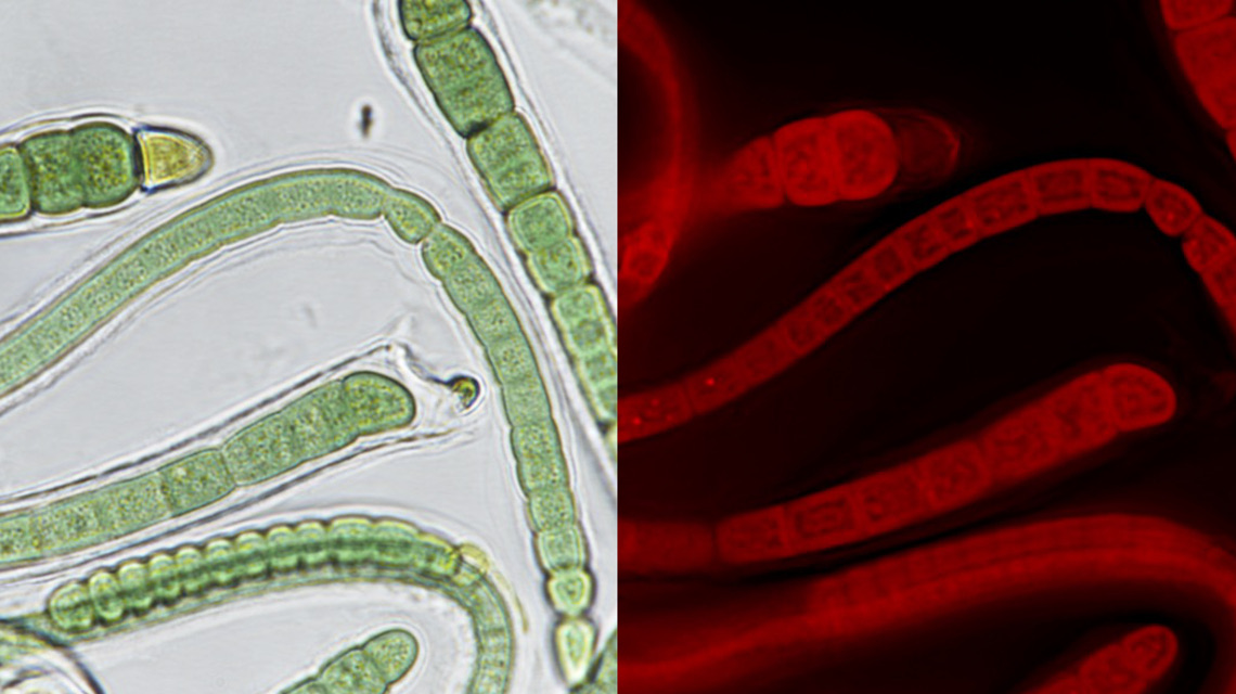 Lichtmikroskopische Aufnahmen der Cyanobakterien Calothrix desertica DSM 106972 